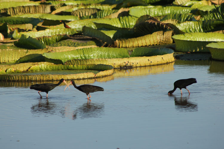 Naturaleza en el área de Jaaukanigás